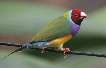 Finch